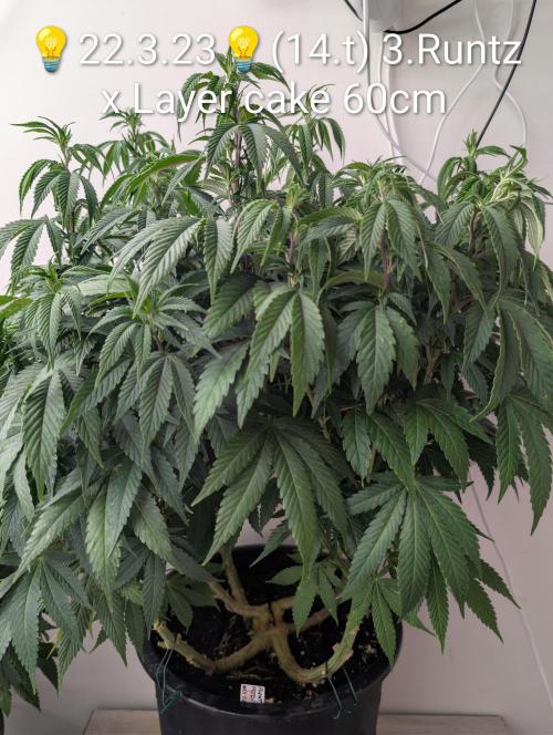 Moje po druheee😁🌱. Week 14