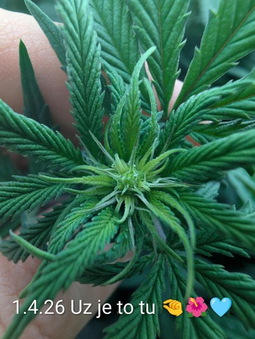 Moje po druheee😁🌱. Week 15