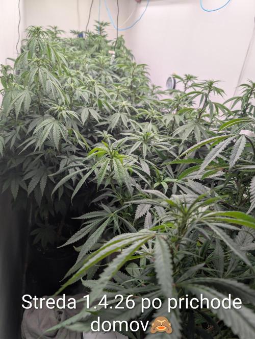 Moje po druheee😁🌱. Week 15