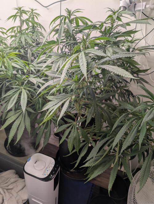 Moje po druheee😁🌱. Week 15