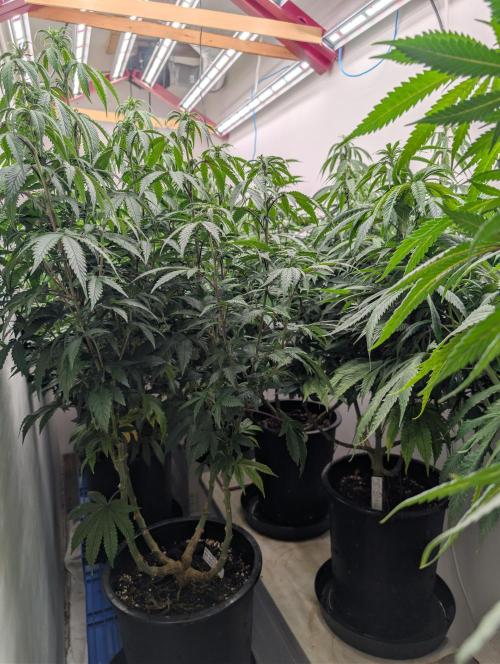 Moje po druheee😁🌱. Week 15