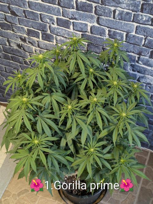 Moje po druheee😁🌱. Week 16