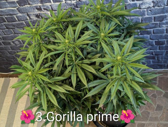 Moje po druheee😁🌱. Week 16