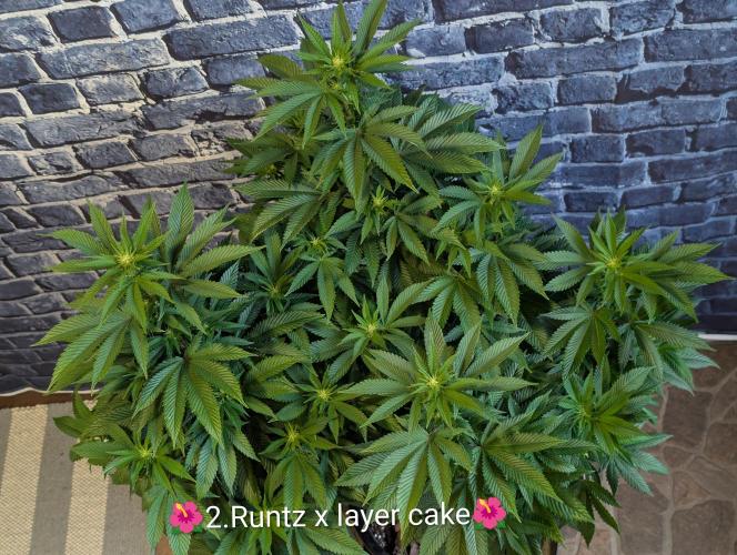 Moje po druheee😁🌱. Week 16