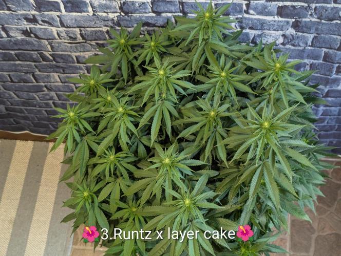 Moje po druheee😁🌱. Week 16
