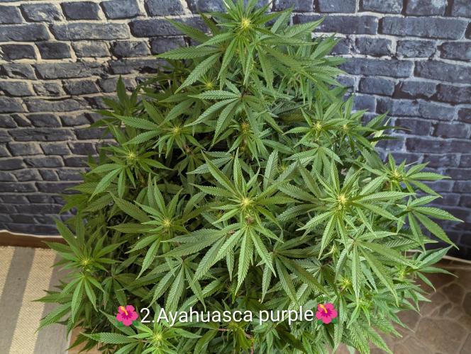 Moje po druheee😁🌱. Week 16