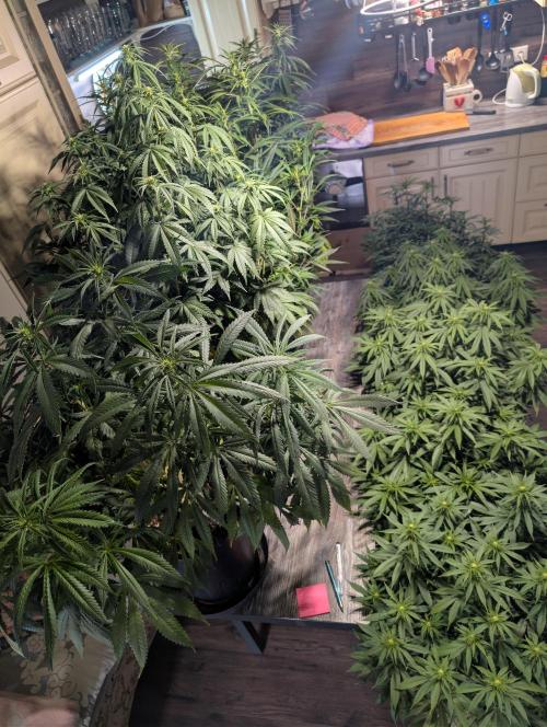 Moje po druheee😁🌱. Week 16