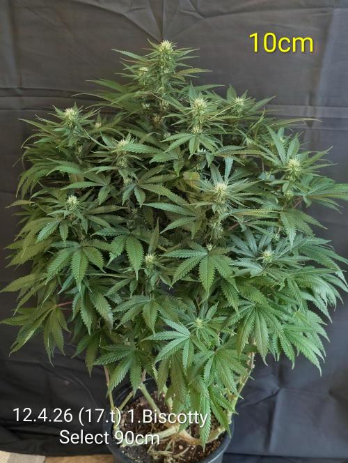 Moje po druheee😁🌱. Week 17