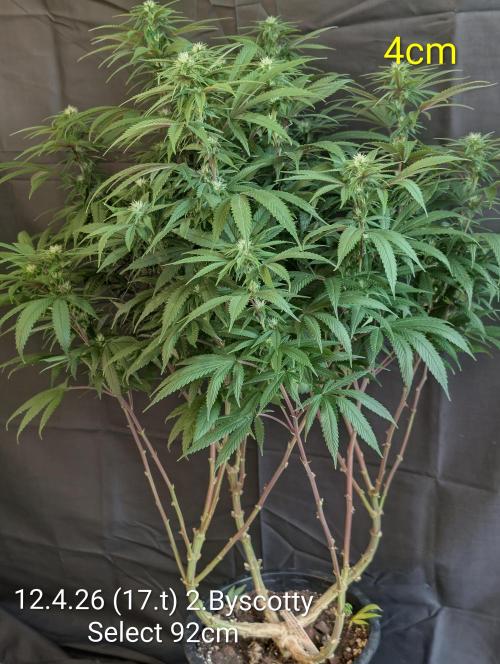 Moje po druheee😁🌱. Week 17