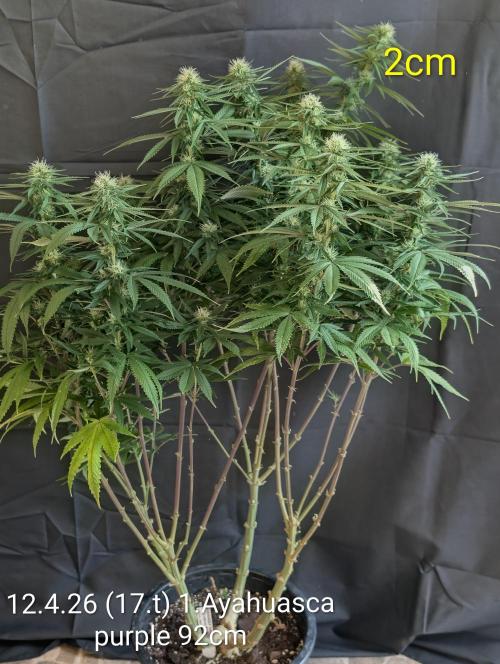 Moje po druheee😁🌱. Week 17