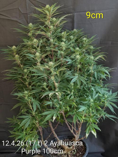 Moje po druheee😁🌱. Week 17