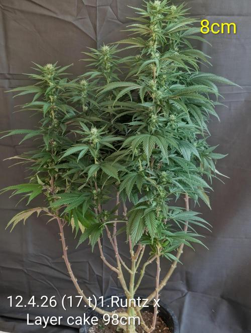 Moje po druheee😁🌱. Week 17