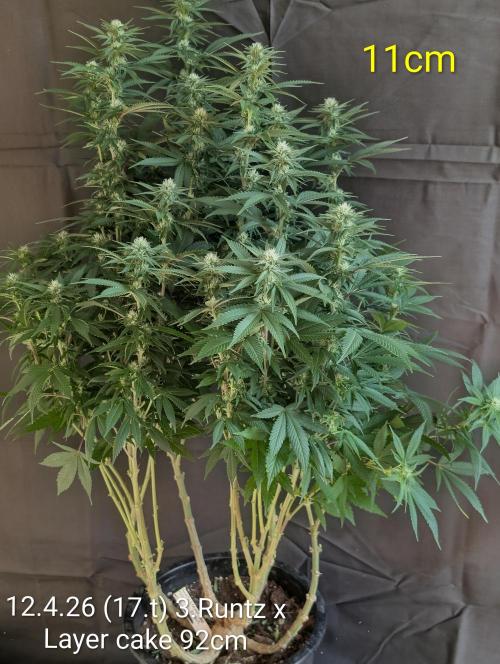 Moje po druheee😁🌱. Week 17