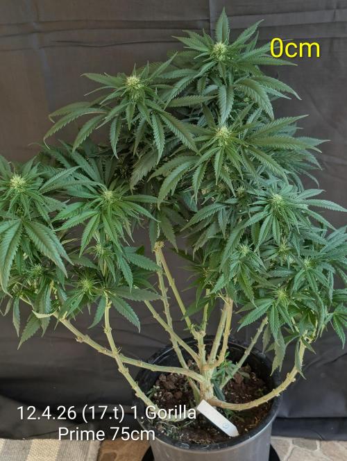 Moje po druheee😁🌱. Week 17