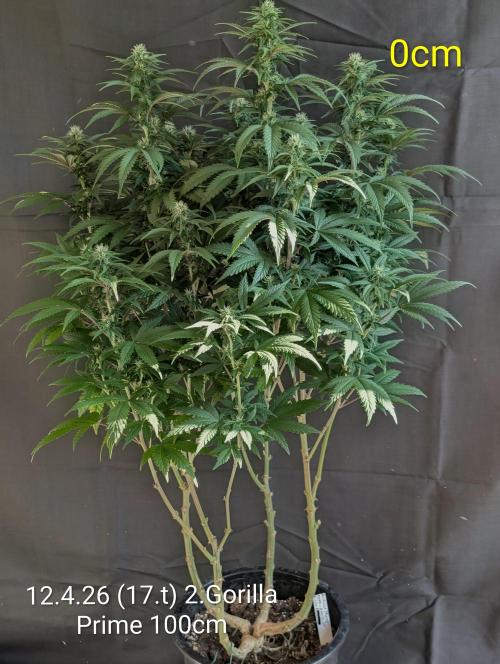 Moje po druheee😁🌱. Week 17