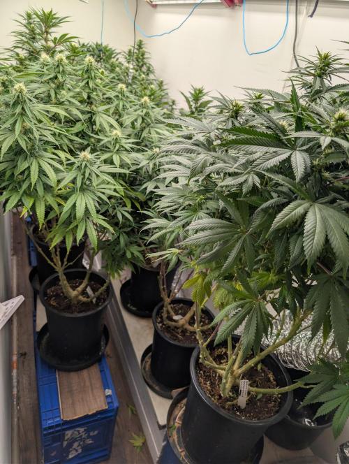 Moje po druheee😁🌱. Week 17