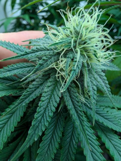 Moje po druheee😁🌱. Week 17