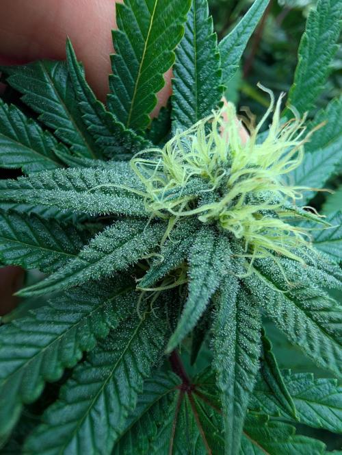Moje po druheee😁🌱. Week 17