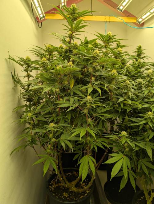 Moje po druheee😁🌱. Week 17
