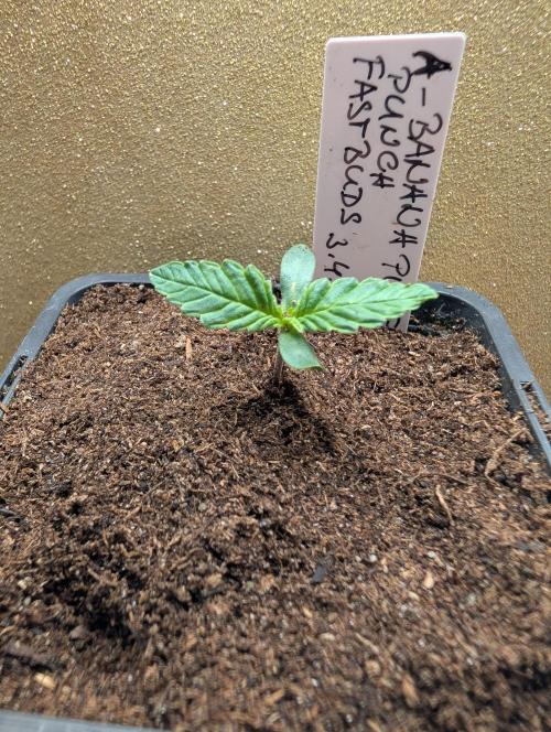 Outdoor 🚗🌞🌱🌱. Week 2
