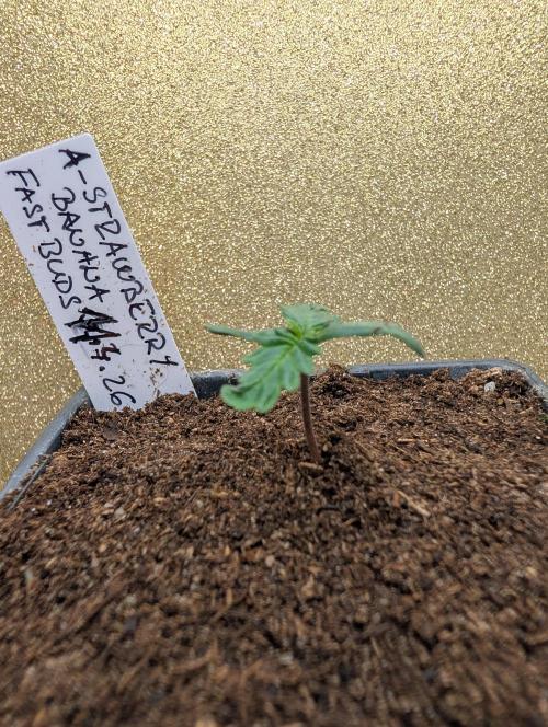 Outdoor 🚗🌞🌱🌱. Week 2