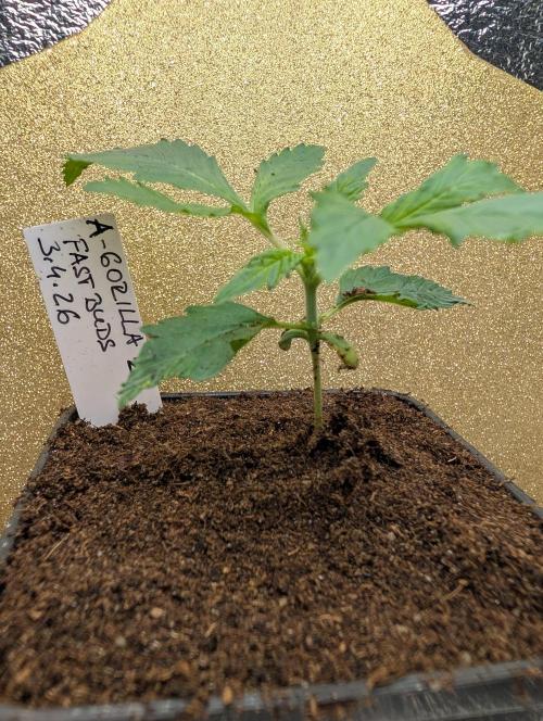 Outdoor 🚗🌞🌱🌱. Week 2