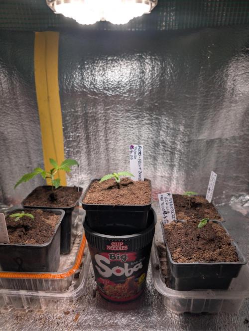 Outdoor 🚗🌞🌱🌱. Week 2