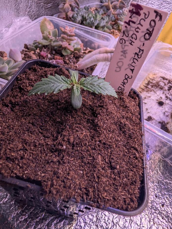 Outdoor  FRUIT 📸🌞🌱. Week 2