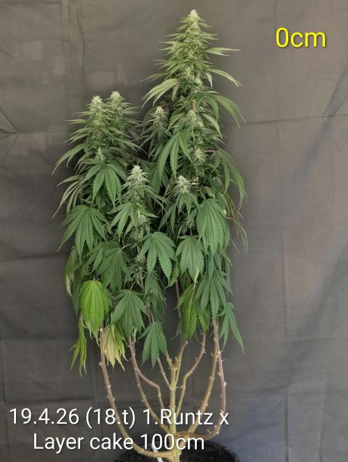 Moje po druheee😁🌱. Week 18