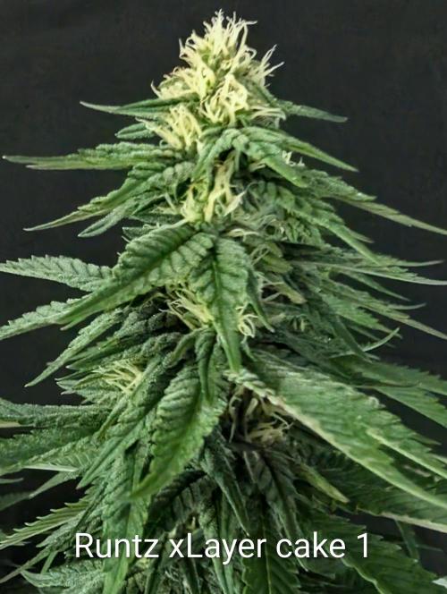 Moje po druheee😁🌱. Week 18