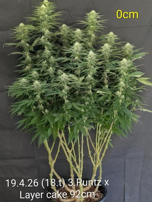 Moje po druheee😁🌱. Week 18