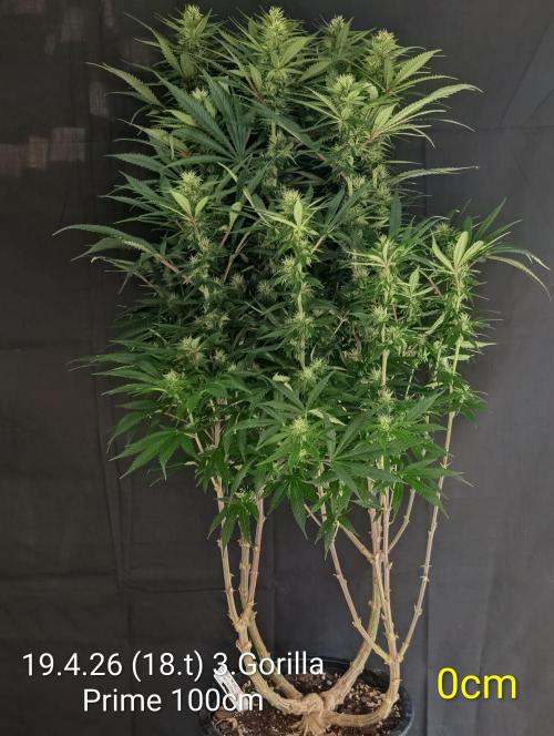 Moje po druheee😁🌱. Week 18