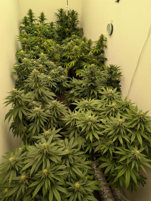 Moje po druheee😁🌱. Week 18