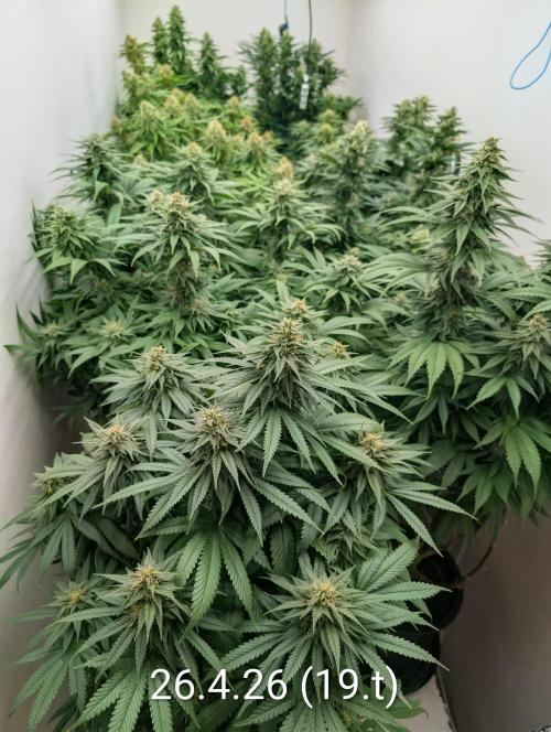 Moje po druheee😁🌱. Week 19