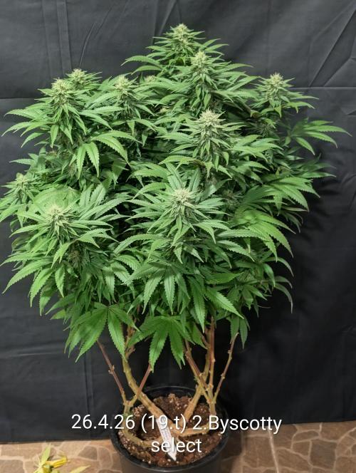 Moje po druheee😁🌱. Week 19