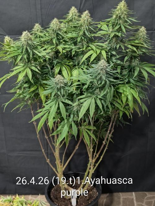Moje po druheee😁🌱. Week 19
