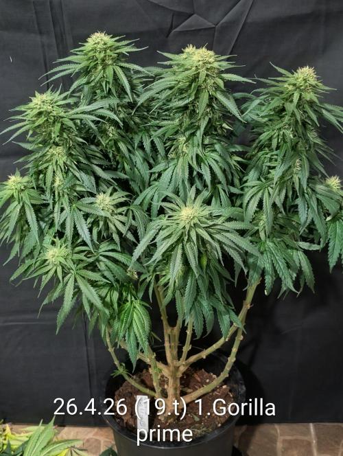 Moje po druheee😁🌱. Week 19
