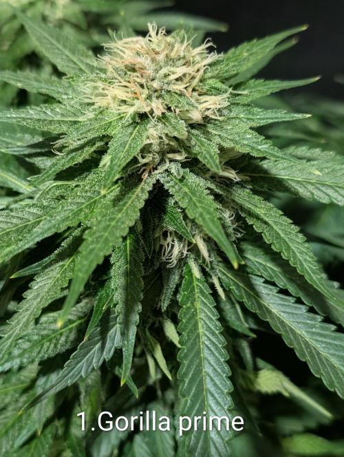 Moje po druheee😁🌱. Week 19
