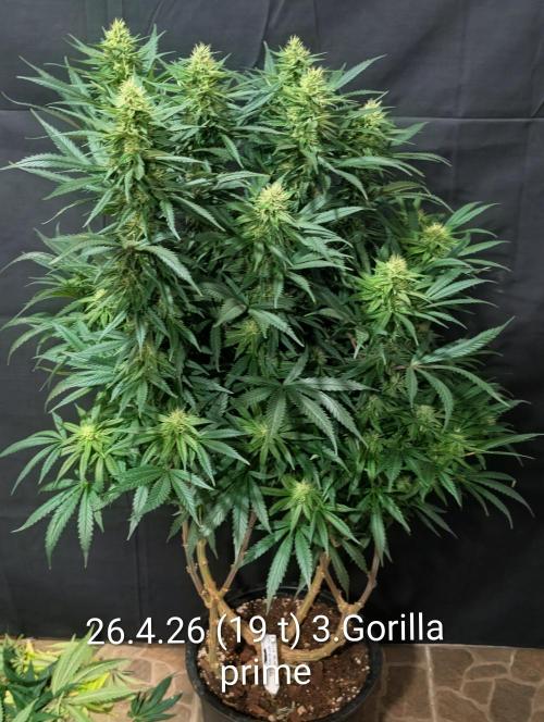 Moje po druheee😁🌱. Week 19
