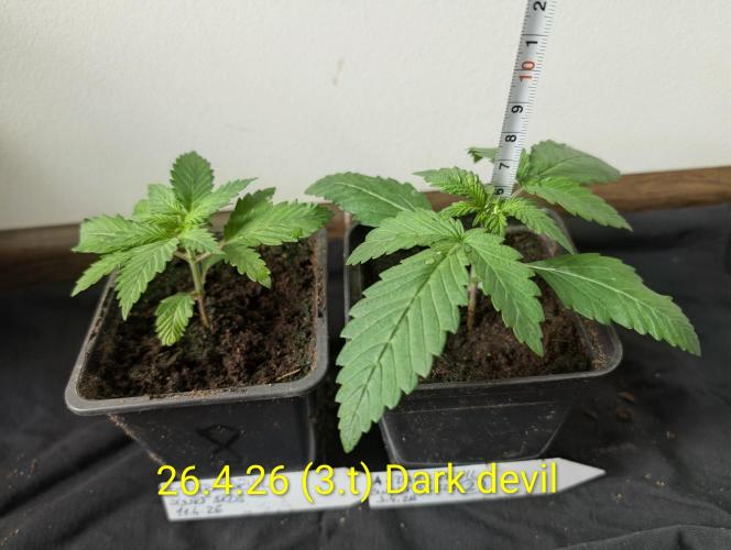 Outdoor 🚗🌞🌱🌱. Week 3