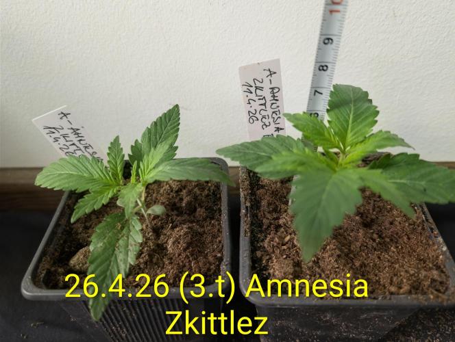 Outdoor 🚗🌞🌱🌱. Week 3