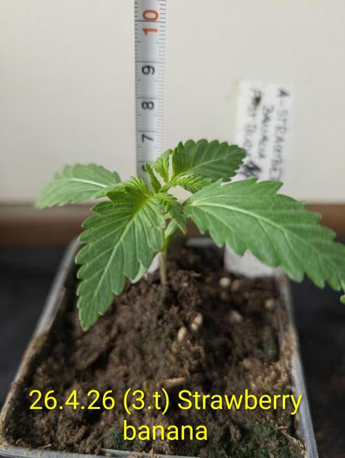 Outdoor 🚗🌞🌱🌱. Week 3