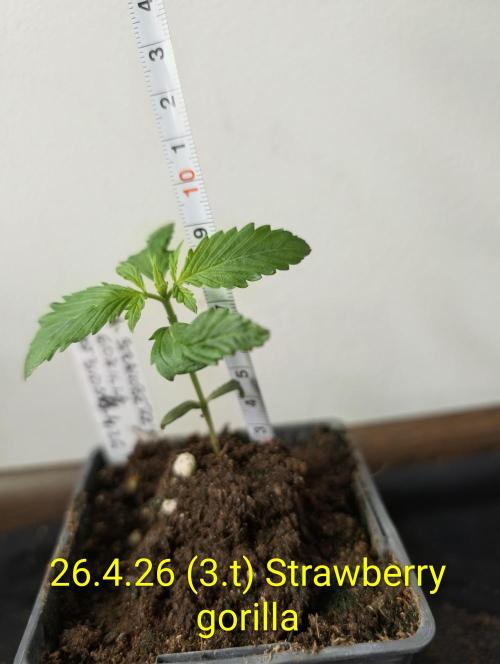 Outdoor 🚗🌞🌱🌱. Week 3