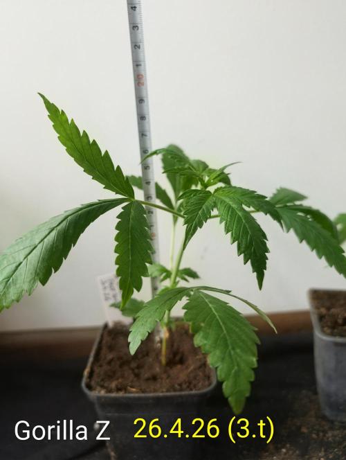 Outdoor 🚗🌞🌱🌱. Week 3 - Gorilla Z
