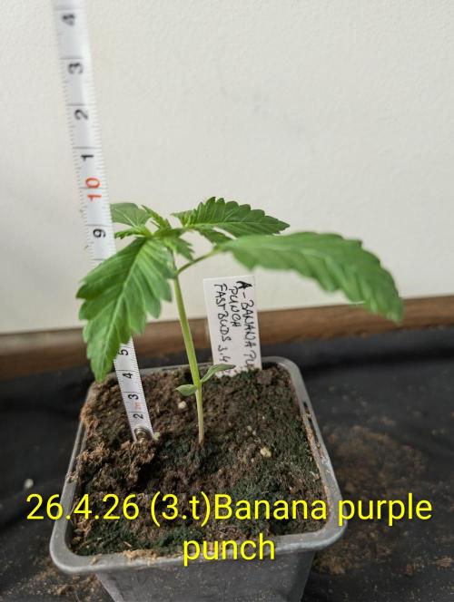 Outdoor 🚗🌞🌱🌱. Week 3
