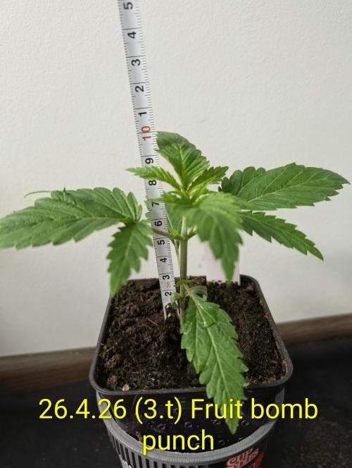 Fruit Bomb Punch. Week 3