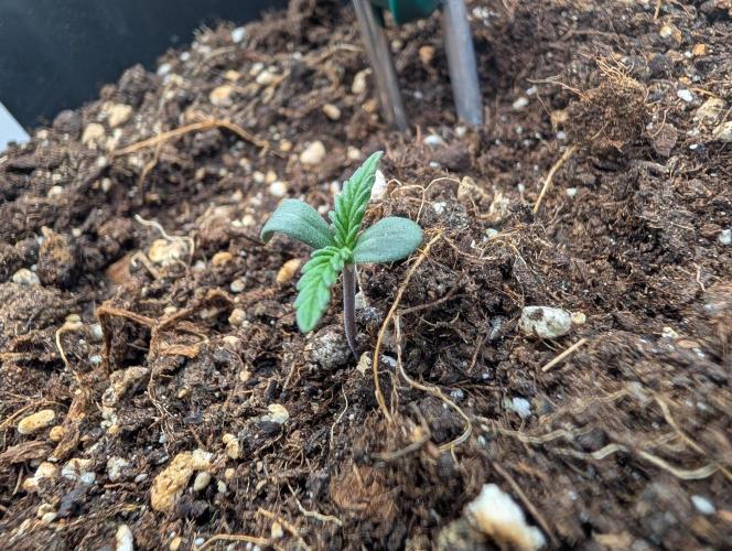 Moje po druheee😁🌱. Week 1
