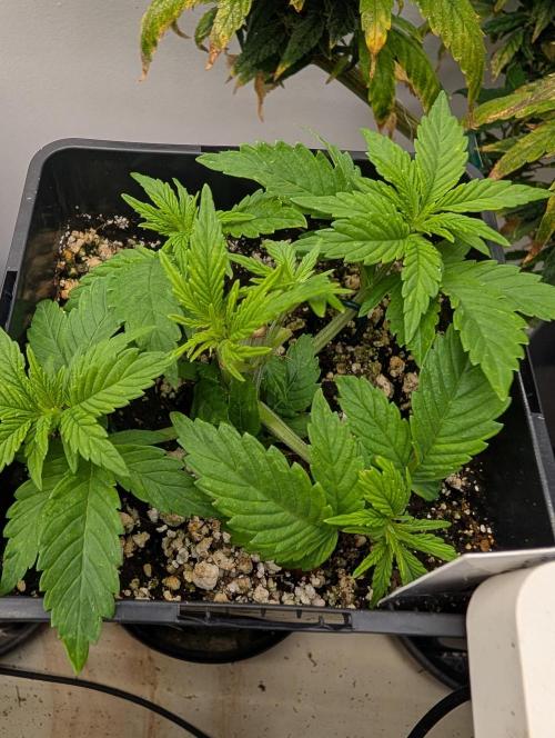 Moje po druheee😁🌱. Week 4