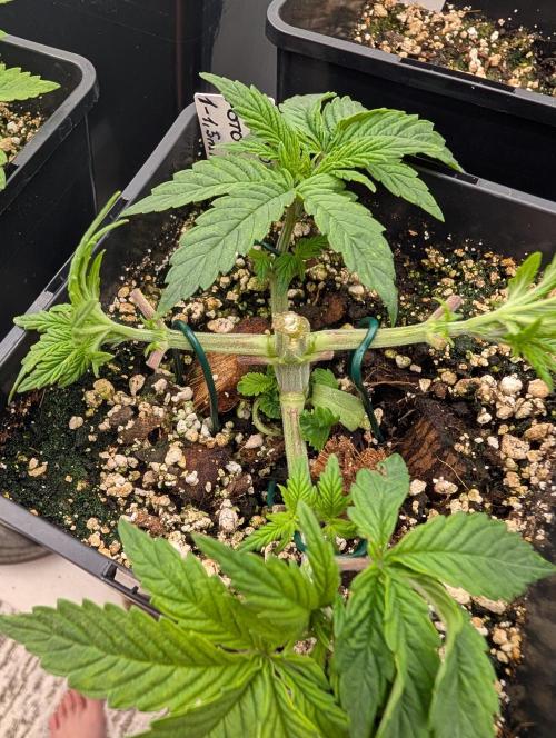 Moje po druheee😁🌱. Week 4