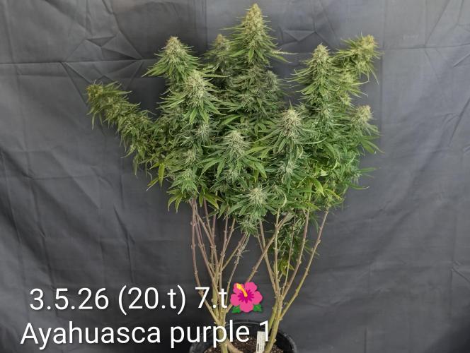 Moje po druheee😁🌱. Week 20